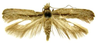 Cerostoma altissimella (Chrétien, 1915)