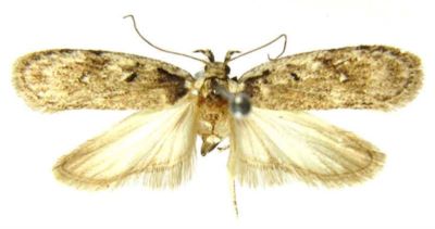 Depressaria compactella (Caradja, 1920)