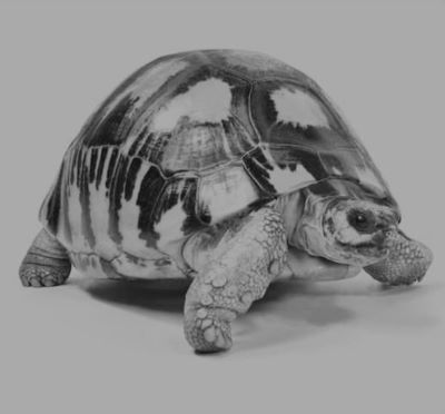 țestoasă malgașă de uscat; Asterochelys radiata syn. Geochelone radiata, Testudo radiata (în eroare)