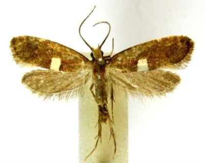 eidophasia messingiella ab. dorsana; Eidophasia messingiella (Fischer von Röslerstamm, 1840) ab. dorsana (Caradja, 1920)