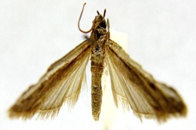 Homoeosoma crassipunctella (Caradja, 1927)