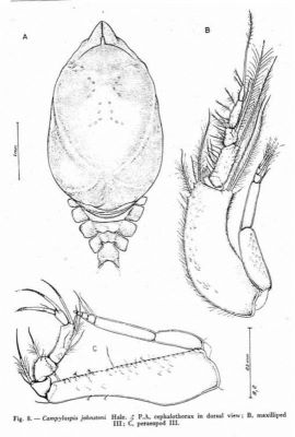 Campylaspis johntoni (Hale, 1937)