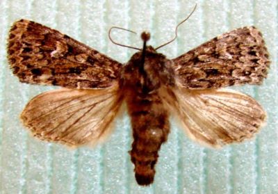 fluture; Apamea maillardi carpatobrunnea (Rakosy, 1996)