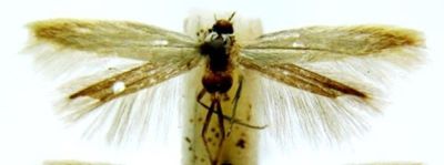 Xystophora impunctella (Chretien, 1920)