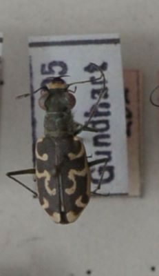 gândac repede; Cylindera (Eugrapha) trisignata trisignata (Latreille &Dejean, 1822)