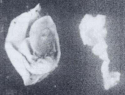 melc; Milax cristatus nanus (Grossu et Lupu, 1961)