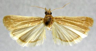 heterographis lafauryella; Heterographis fathmella var. diminutella (Chrétien, 1910)