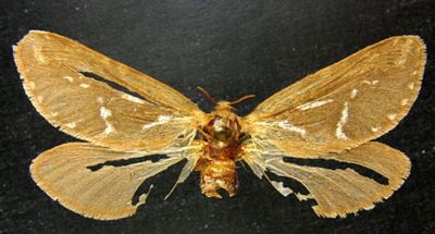 hepialus lupulinus dacicus; Hepialus lupulinus var. (and ab.) dacicus (Caradja, 1893)