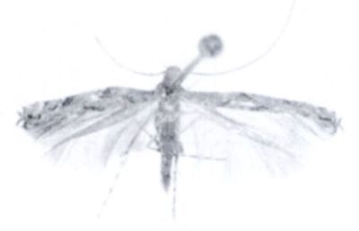 Acrocercops infuscatus (Caradja, 1920)