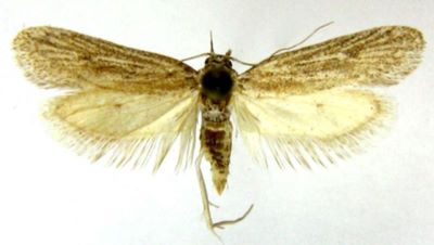 Pseudosymmoca angustipennis (Rebel, 1903)