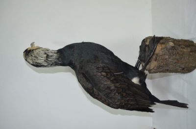 cormoran mare; Phalacrocorax carbo sinensis (Blumenbach, 1798)