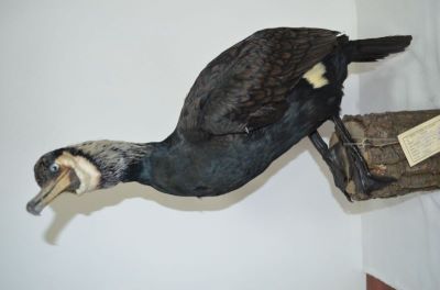 cormoran mare; Phalacrocorax carbo sinensis (Blumenbach, 1798)
