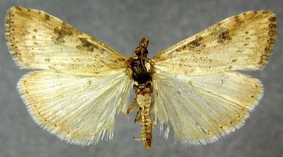 Pionea costalis f. alaicalis (Caradja, 1916)