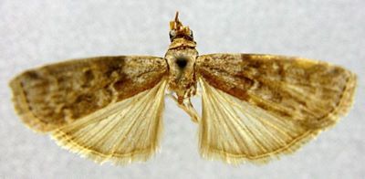 Nephopterix (Clasperopsis) hamatella (Roesler, 1975)