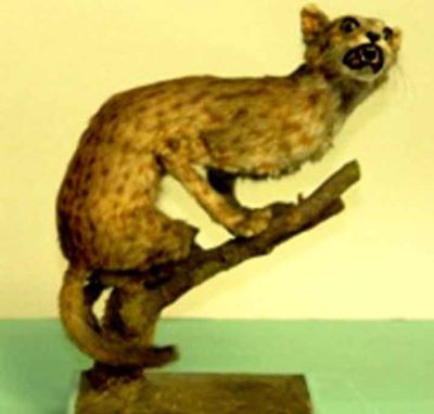 pisica leopard; Prionailurus bengalensis (Kerr, 1792)