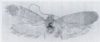 Episcardia hindostanica (Zagulajev, 1966)