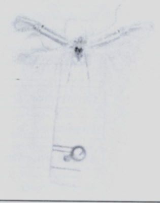 Cosmopterix phragmitidis (Amsel, 1935)