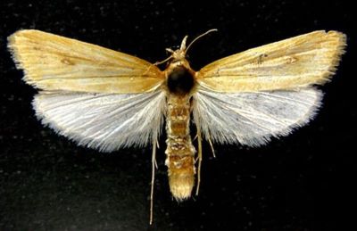 Schoenobius vescerellus (Chrétien, 1910)