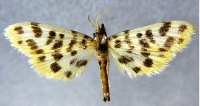 Dichrocrocis latipunctalis (Caradja, 1925)