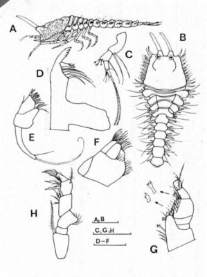 Schizotrema depressum (Calman, 1911)