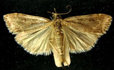 Scoparia staudingeralis f. fusculalis (Amsel, 1936)