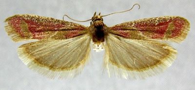 Heterographis deliciosella (Caradja, 1910)