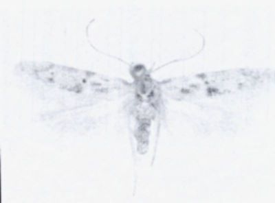 Auximobasis variolata (Walsingham, 1897)
