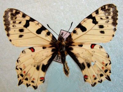 fluture; Zerynthia cerisy ferdinandi (Stichel, 1907)