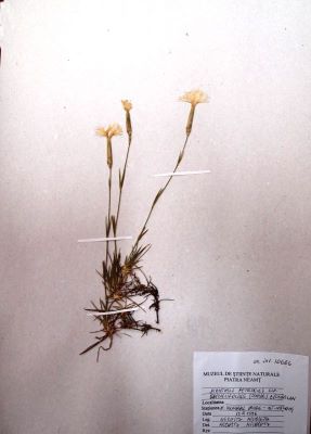gălbenele de munte; Ranunculus carpaticus Herb.,1836