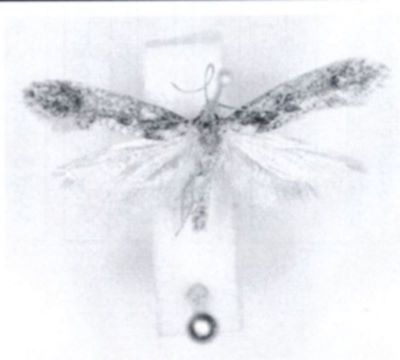 Niditinea tugurialis (Meyrick, 1932)