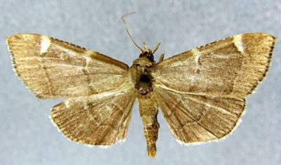 Herculia albilunalis (Caradja, 1927)