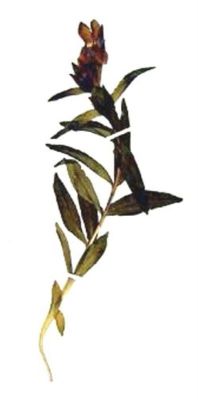 ghințură; Gentiana phlogifolia (Schott. et Ky.)