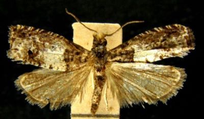 Eucosma platanaspis (Meyrick, 1934)