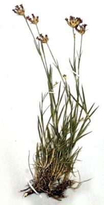 scaunul cucului; Dianthus giganteus ssp. banaticus (Heuff.) (Borb.)