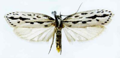 Ethmia maculata (Sattler, 1967)