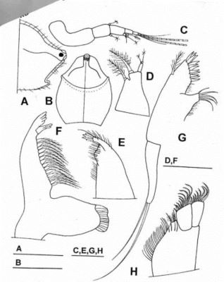 Cyclaspis cingulata (Calman, 1907)