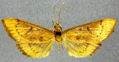 Phlyctaenodes decoloralis sinensis (Caradja, 1925)