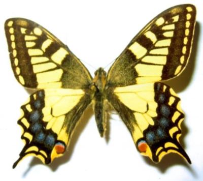 Papilio machaon machaon (Linnaeus, 1758)