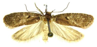depressaria conterminella var. atrella; Depressaria conterminella (Zeller) var. atrella (Caradja, 1920)