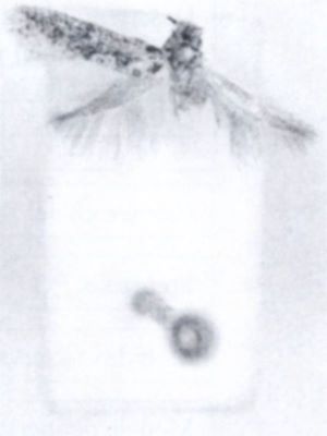 Tinea tetraonella (Walsingham, 1897)