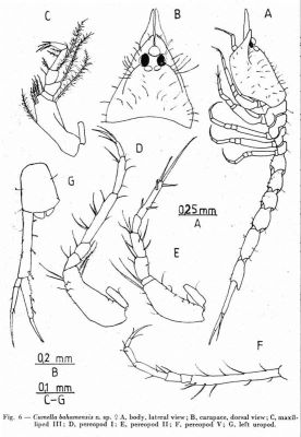 Cumella bahamensis (Petrescu and Iliffe, 1992)