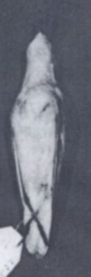 Calidris alba alba (Pallas, 1764)