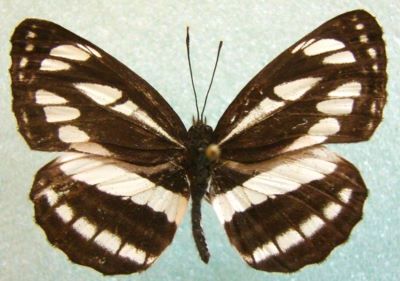 fluture; Neptis hylas (Linnaeus, 1758) syn. sappho (Pallas, 1771)