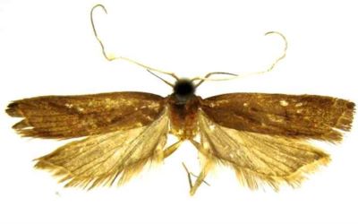 lecithocera cinnamomea; Lecithocera (Lecithocera) cinnamomea (Gozmany, 1978)