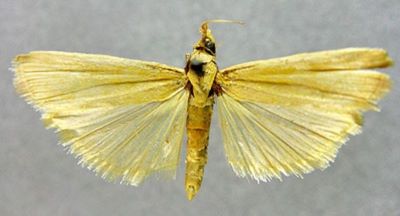 Laodamia semirubella f. subicterella (Caradja, 1936)