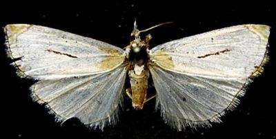 Calamotropha josettae (Bleszynski, 1961)