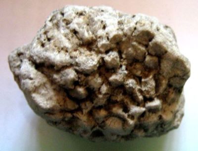 coral; Deltocyathus italicus (Michelotti, 1838)