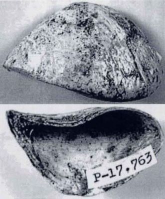 congeria volatica - holotip; Congeria (Mytilopsis) volatica (Papaianopol, 1992)