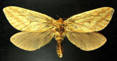 Hepialus humuli azuga (Pfitzner, 1913) nec (Caradja, 1913)