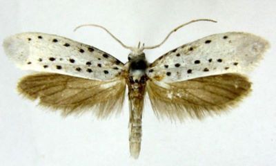 Hyponomeuta catharotis (Meyrick, 1935)